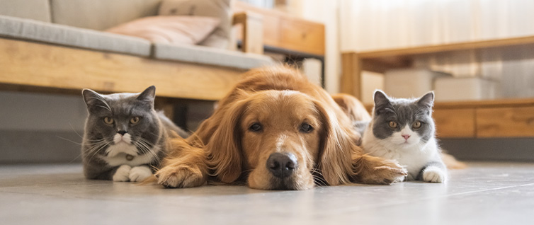 2 gatos e um cachorro deitados no chão da sala