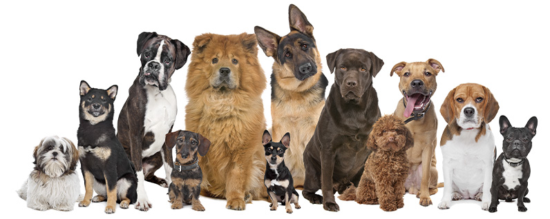 Raças de cachorro: guia completo das raças - Blog Petkie