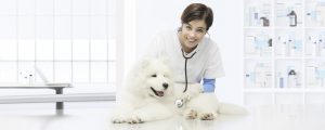 médica veterinária ouvindo os batimentos cardíacos de um cachorror