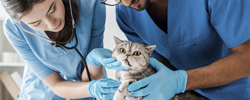 veterinários cuidando de um gato