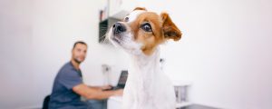 cachorro em uma consulta veterinária em primeiro plano enquanto seu médico veterinário consulta seu histórico ao fundo