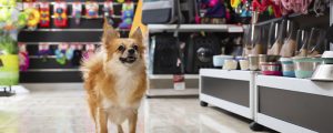 cachorro passeando pelo corredor de um pet shop