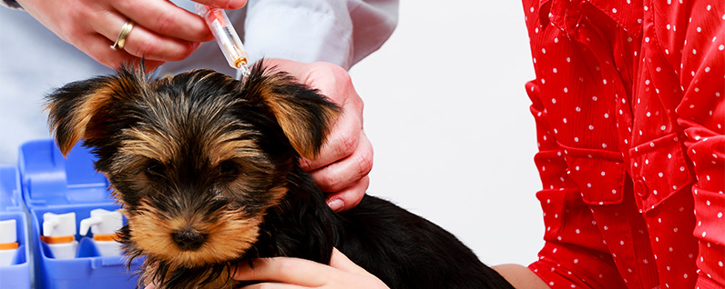 filhote de cachorro tomando vacina