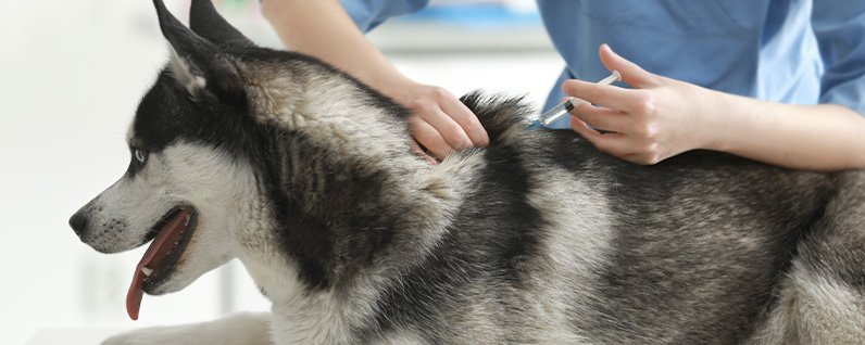 cachorro recebendo uma dose de vacina