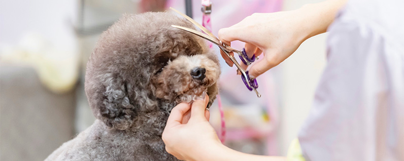 cachorro tendo seu pelo tosado em um pet shop