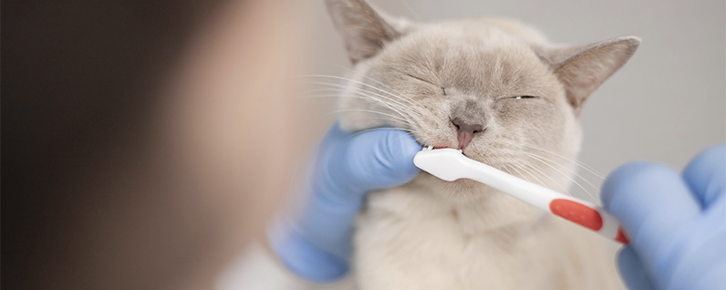 tutora escovando os dentes de seu gato