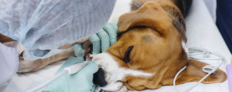 veterinária cuidando dos dentes de um cachorro