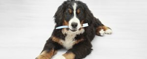 cachorro deitado segurando uma escova de dentes com a boca