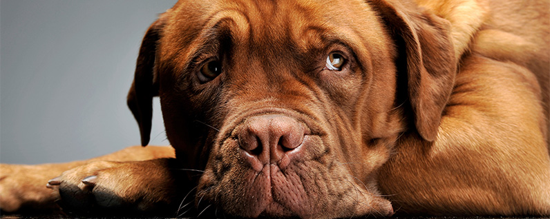 cachorro com muitas dobrinhas na cara, o que faz com que a higiene facial do animal precise ser feita com frequência