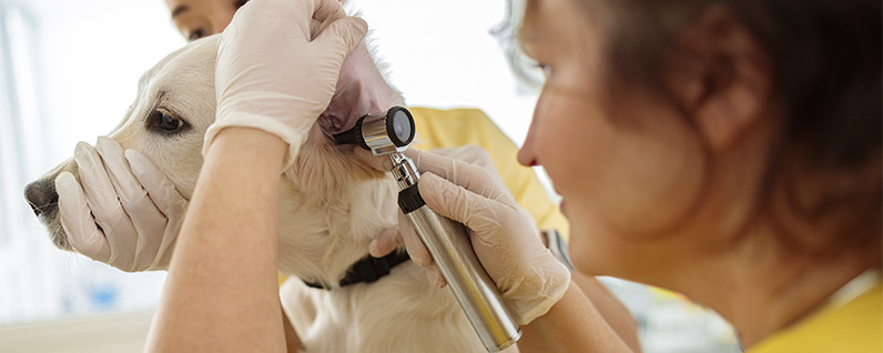veterinária examinando o ouvido de um cachorro